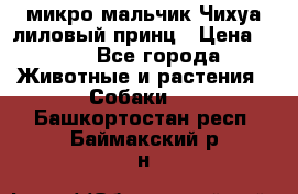 микро мальчик Чихуа лиловый принц › Цена ­ 90 - Все города Животные и растения » Собаки   . Башкортостан респ.,Баймакский р-н